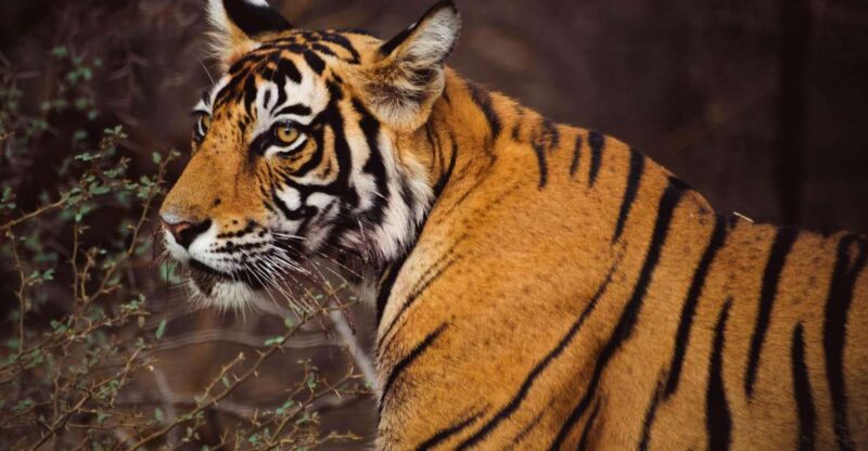 6 Days Golden Triangle Private Tour With Ranthambore - Included Services