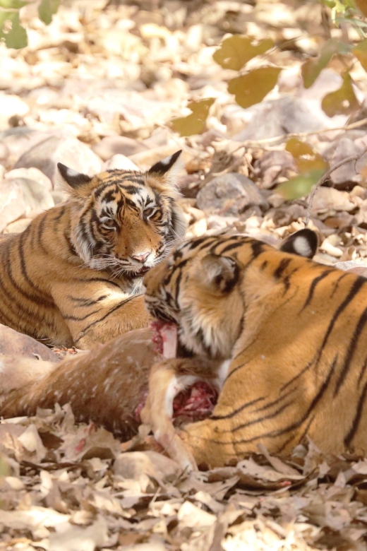 6 Days Golden Triangle Private Tour With Ranthambore - Customer Feedback