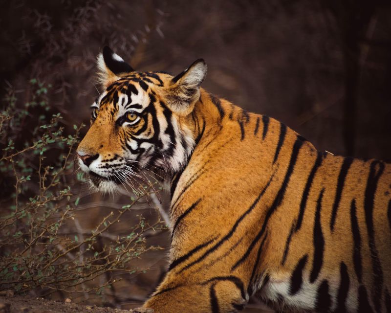 6 Days Golden Triangle Private Tour With Ranthambore - Pricing and Duration