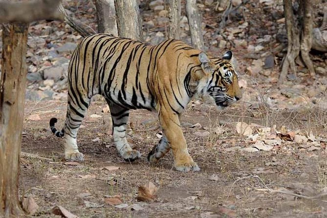 6 Days Golden Triangle Tour With Ranthambore: Delhi Agra Jaipur Ranthambore Tour - Exploring Delhi