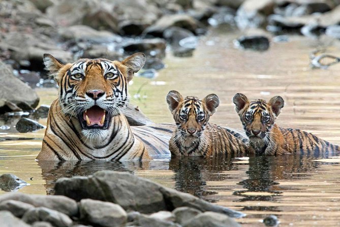 6 Days Golden Triangle Tour With Ranthambore: Delhi Agra Jaipur Ranthambore Tour - Accommodation and Inclusions