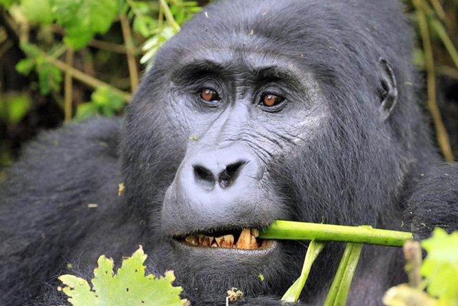 6 Days Gorilla & Chimpanzee Safari in Uganda - Key Points