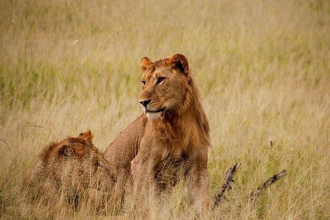 6 Days Gorilla & Chimpanzee Safari in Uganda - Gorilla Trekking Experience