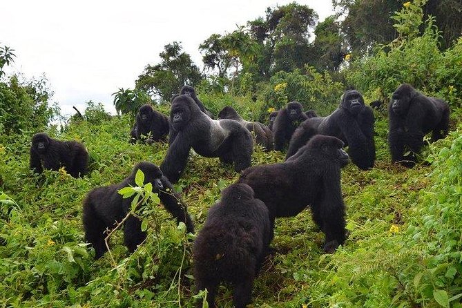 6 Days Gorilla & Chimpanzee Safari in Uganda - Chimpanzee Encounter