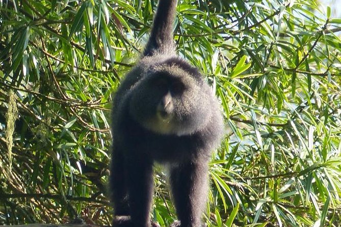 6 Days Gorilla & Chimpanzee Safari in Uganda - Boat Cruise on the Nile