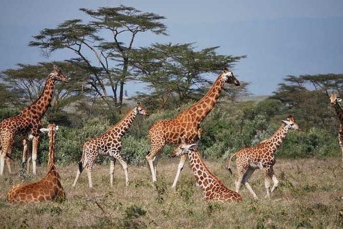 6 Days Gorilla & Chimpanzee Safari in Uganda - Accommodation and Meals
