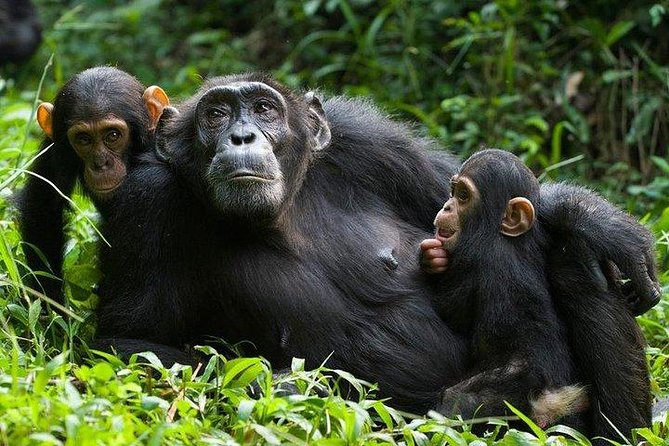 6 Days Gorilla & Chimpanzee Safari in Uganda - Additional Information