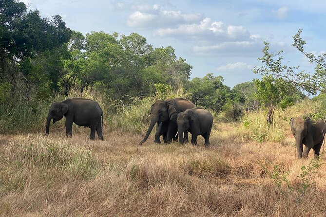 6 Days Heritage Tour in Sri Lanka (Private) - Accommodation and Transport