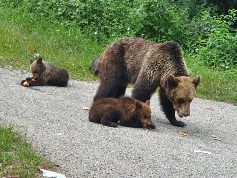 6 Days in Romania - Private Tour - Included Services