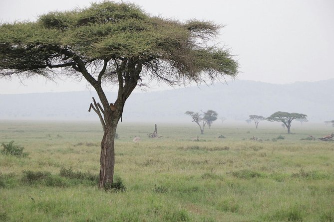 6 Days Joining Group Safari to Tarangire,Serengeti,Ngorongoro & Manyara Tanzania - Excluded Expenses