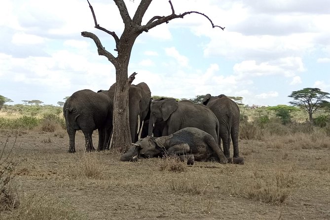 6 Days Joining Group Safari to Tarangire,Serengeti,Ngorongoro & Manyara Tanzania - Meeting Point and Pickup