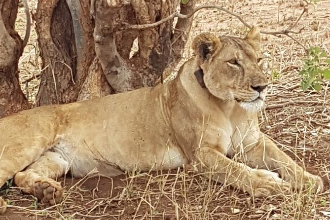 6 Days Joining Group Safari to Tarangire,Serengeti,Ngorongoro & Manyara Tanzania - Important Considerations