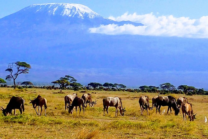 6 Days Kenya Safari - Itinerary Highlights