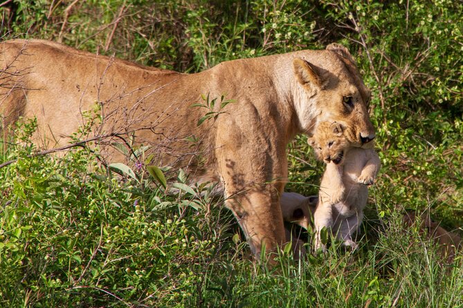 6 Days Lodge & Tented Camp Luxury - The Serengeti Trail & Tarangire - Accessibility