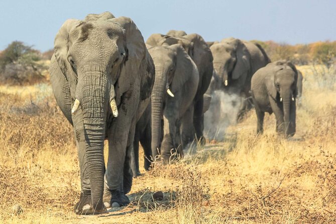 6 Days Lodge & Tented Camp Luxury - The Serengeti Trail & Tarangire - Reviews