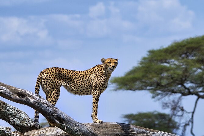 6 Days Luxury Migration Safari-Northern Tanzania - Accommodations Details