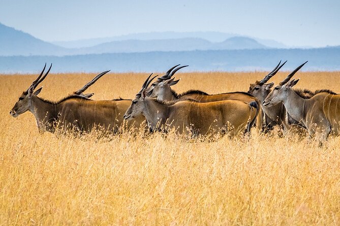 6 Days Luxury Migration Safari-Northern Tanzania - Wildlife Experiences