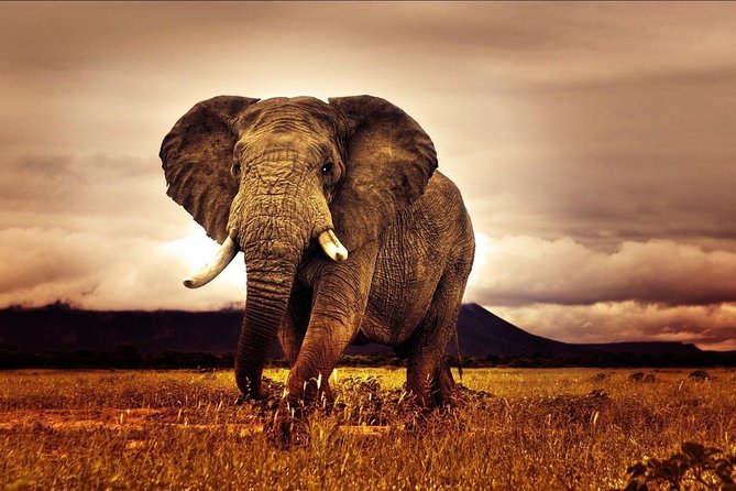 6 Days Luxury Migration Safari-Northern Tanzania - Accessibility Features