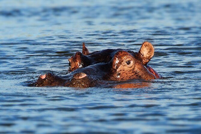 6 Days Luxury Migration Safari-Northern Tanzania - Customer Reviews