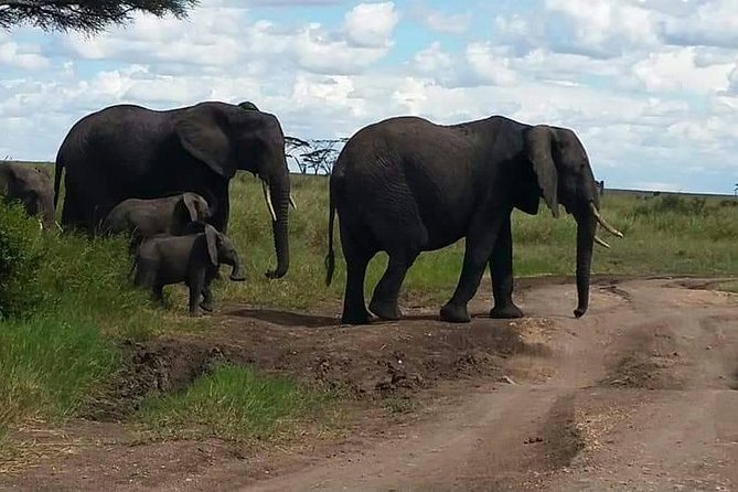 6 Days Mara River Crossing - The Great Migration - Pickup Information