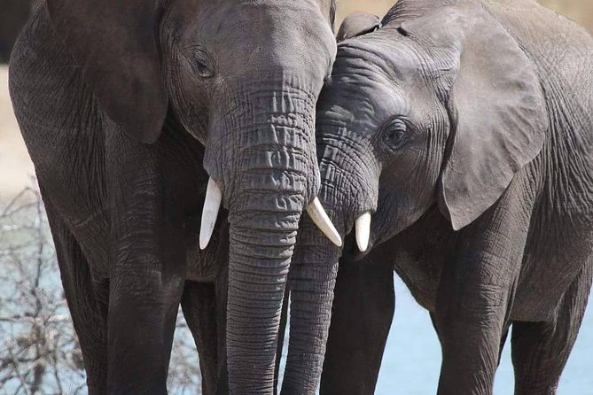 6 Days Mara River Crossing - The Great Migration - About the Company