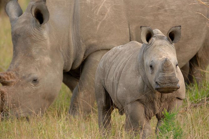 6 Days Masai Mara, Lake Nakuru & Amboseli Ultimate Kenyan Safari - Marvel at Mount Kilimanjaro