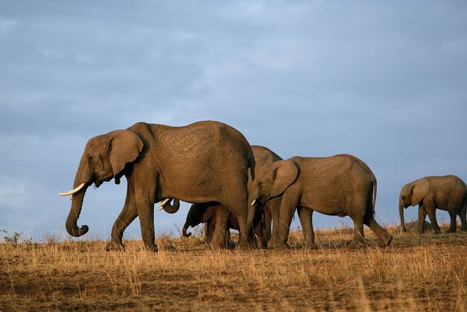6 Days Masai Mara, Lake Nakuru & Amboseli Ultimate Kenyan Safari - Accommodations and Meals