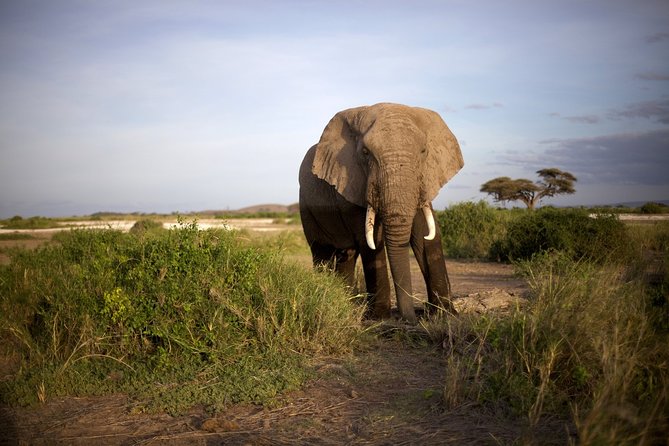 6 Days Masai Mara, Lake Nakuru & Amboseli Ultimate Kenyan Safari - Professional Guide and Transportation