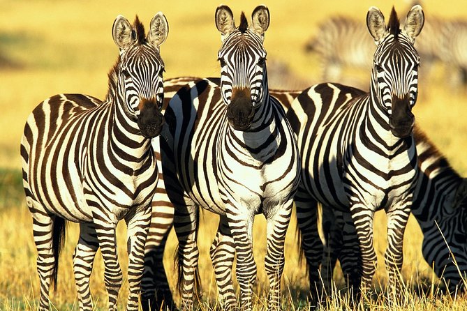 6 Days Masai Mara, Lake Nakuru & Amboseli Ultimate Kenyan Safari - Tour Considerations and Accessibility