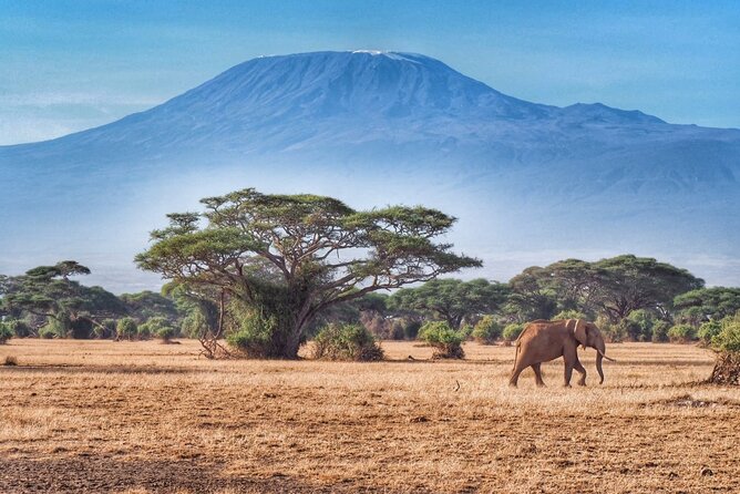 6-Days Masai Mara, Lake Nakuru and Amboseli Safari on Landcruiser - Accommodation and Meals