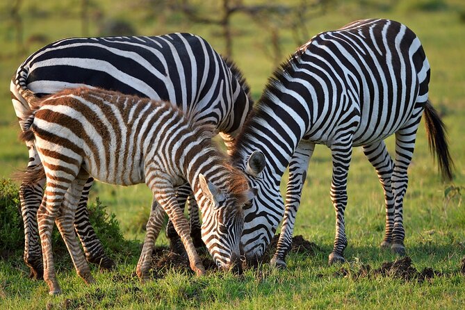 6-Days Masai Mara, Lake Nakuru and Amboseli Safari on Landcruiser - Pickup and Transport