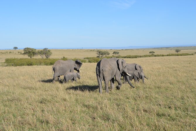 6-Days Masai Mara, Lake Nakuru and Amboseli Safari on Landcruiser - Additional Information