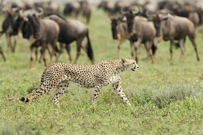 6 Days Masai Mara-Nakuru-Amboseli - Lodge Safari-Private 4X4 JEEP - Participant Guidelines