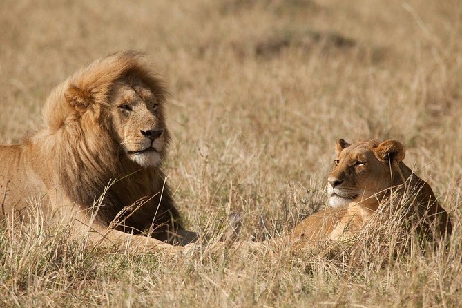 6 Days Masai Mara-Nakuru-Amboseli - Lodge Safari-Private 4X4 JEEP - Booking Process
