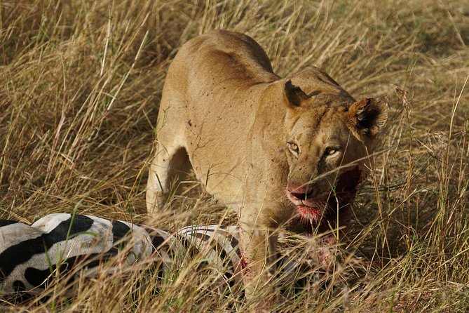 6 Days Migration Crossing in Mara River Northern Serengeti - What to Expect During the Tour