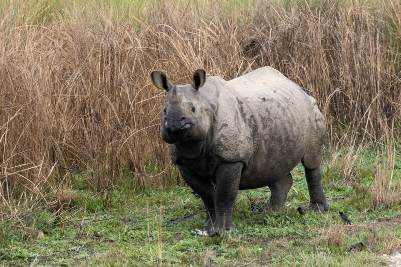 6 Days Nepal Tour With Chitwan National Park - Participant Considerations