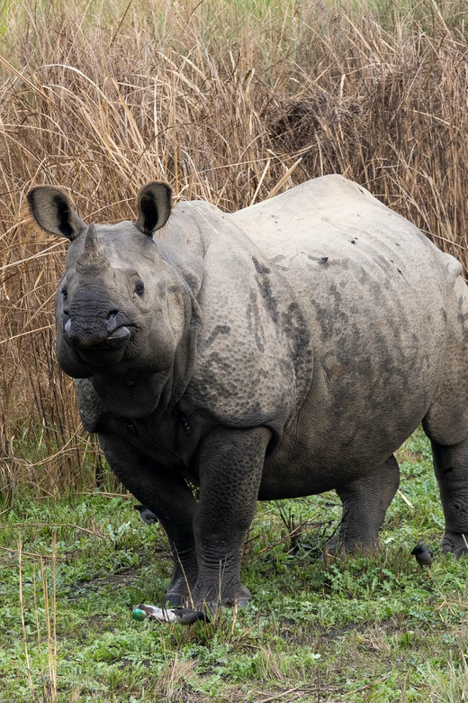 6 Days Nepal Tour With Chitwan National Park - Safari Experiences