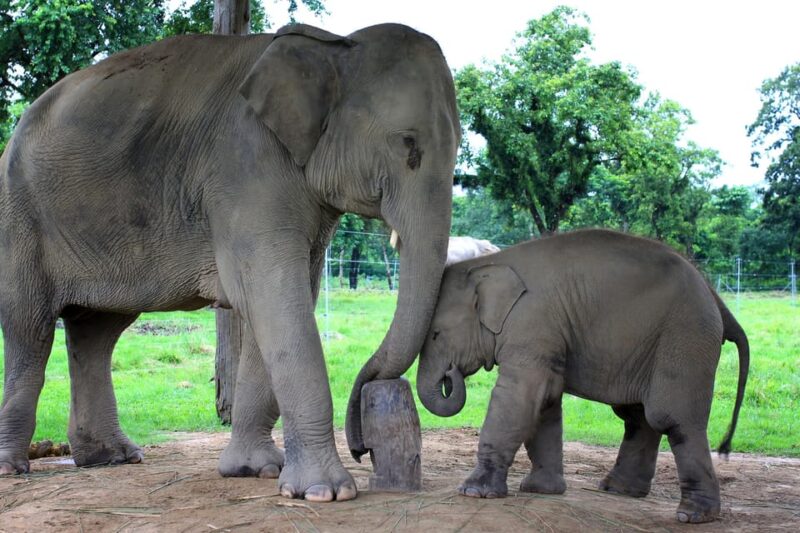 6 Days Nepal Tour With Chitwan National Park - Day 1: Kathmandu