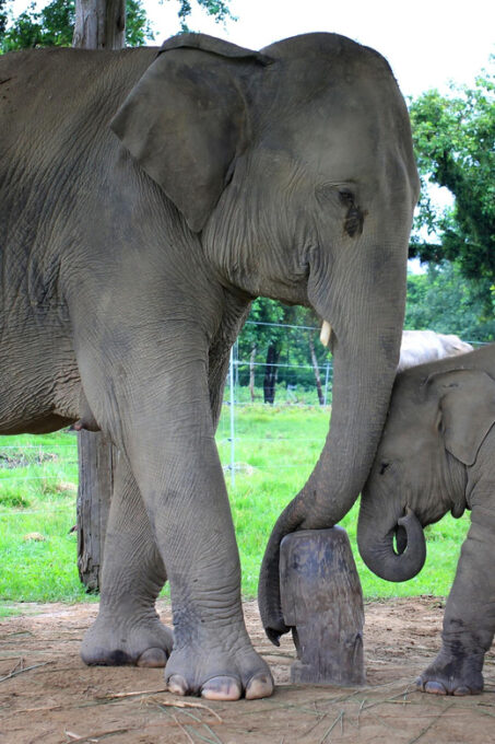 6 Days Nepal Tour With Chitwan National Park - Day 5: Kathmandu