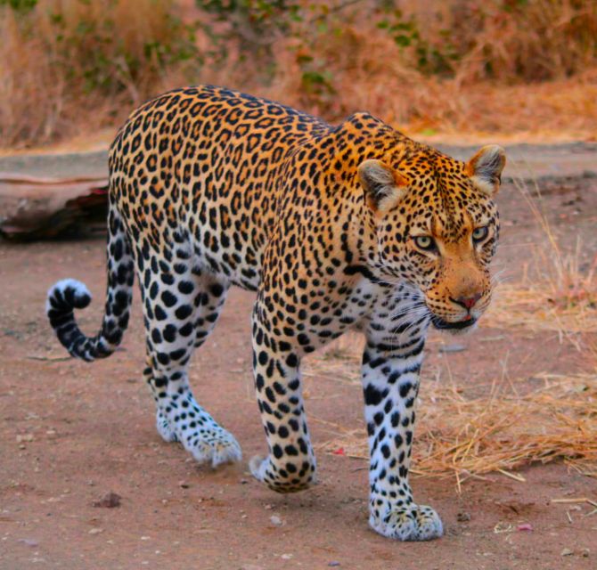 6 Days of The Best of Johannesburg Experience - Key Points