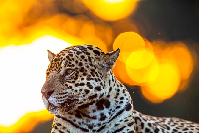 6 Days Pantanal and Jaguar Safari Departing From Cuiaba - Key Points