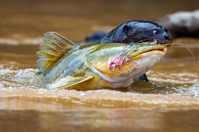 6 Days Pantanal and Jaguar Safari Departing From Cuiaba - Itinerary Highlights