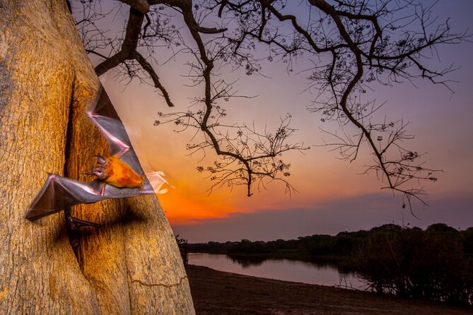 6 Days Pantanal and Jaguar Safari Departing From Cuiaba - Wildlife Sightings and Opportunities
