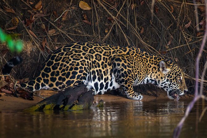 6 Days Pantanal and Jaguar Safari Departing From Cuiaba - Pricing and Booking Information