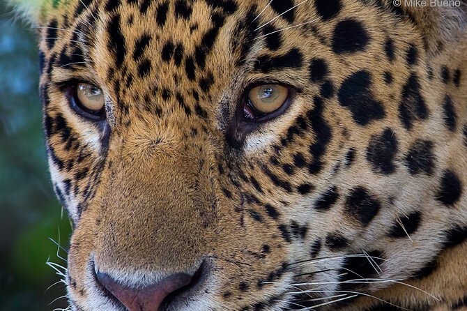 6 Days Pantanal and Jaguar Safari Departing From Cuiaba - Traveler Reviews and Experiences