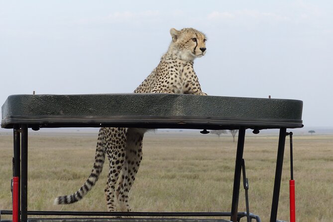 6 Days Private Budget Safari - Itinerary and Logistics