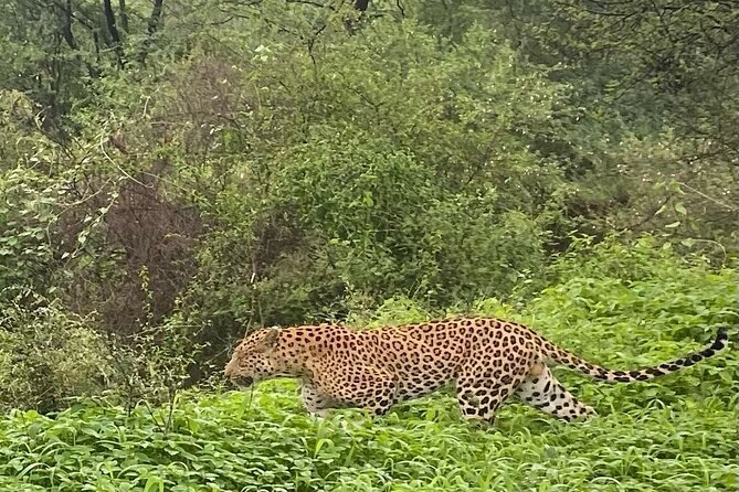 6-Days Private Luxury Golden Triangle Tour With Jhalana Safari - Accommodation and Transportation