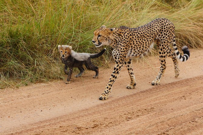 6 Days Private Safari Package Kenya - Meeting and Pickup