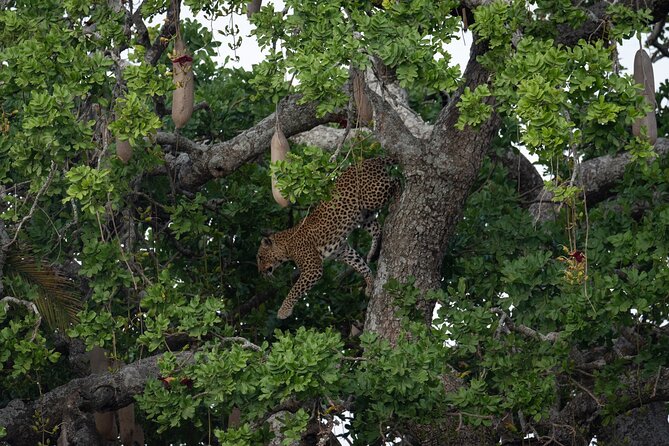 6 Days Private Safari Tour - Operating Hours