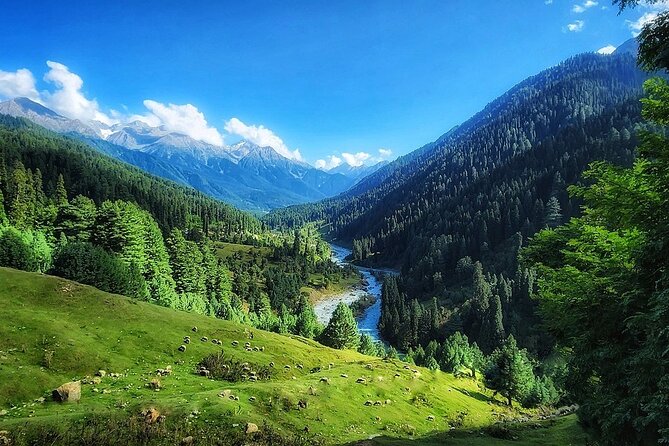 6 Days Private Tour in Kashmir - Traveler Reviews and Feedback